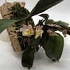 dendrobium lamellatum purple 